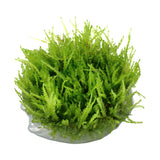 Vesicularia ferriei 'Weeping Moss ' 1-2-Grow 003B TC | Tissue Cultures | Largest Tropical Fish Selection at Your Local Fish Store