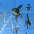 Zebra Angel | Cichlids Badis & Gouramis | Largest Tropical Fish Selection at Your Local Fish Store