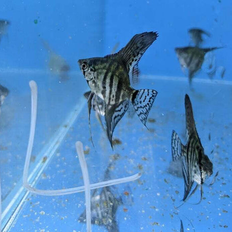 Zebra Angel | Cichlids Badis & Gouramis | Largest Tropical Fish Selection at Your Local Fish Store